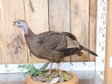 Bearded Hen Turkey Full Body Bird Taxidermy