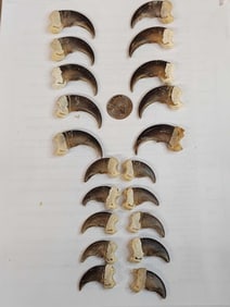 Complete Set Of 20 Black Bear Claws Taxidermy