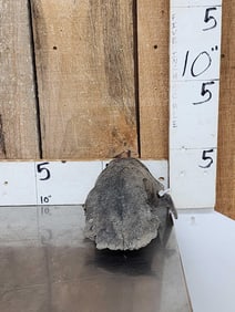 Ancient Partially Fossilized Cow Elk Skull