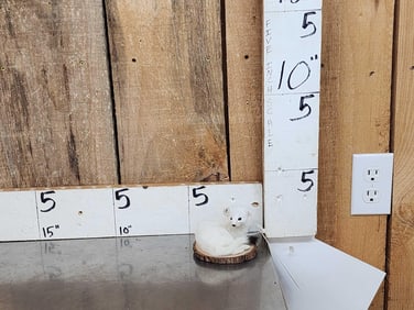 White Weasel Full Body Taxidermy Mount