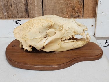 Black Bear Skull Taxidermy