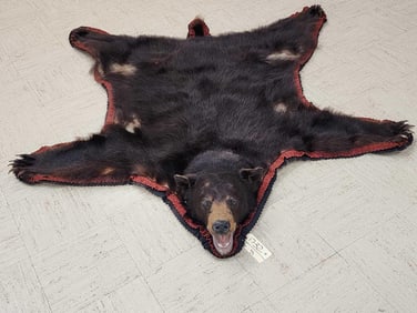 Black Bear Rug Taxidermy