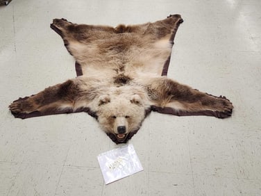 Alaskan Grizzly Bear Rug Taxidermy