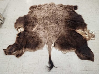 American Bison Buffalo Soft Tanned Robe Taxidermy