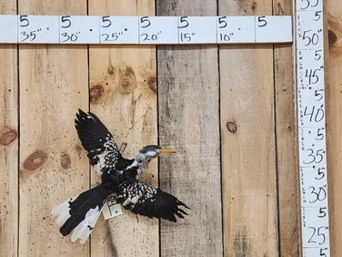 Southern Yello Billed Hornbill In Flight Bird Taxidermy