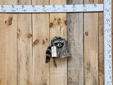 Raccoon In A Log Taxidermy Mount