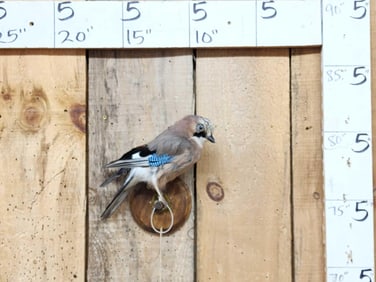Eurasian Jay Full Body Bird Taxidermy