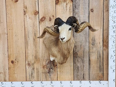 Texas Dall Cross Ram Sheep Shoulder Mount Taxidermy