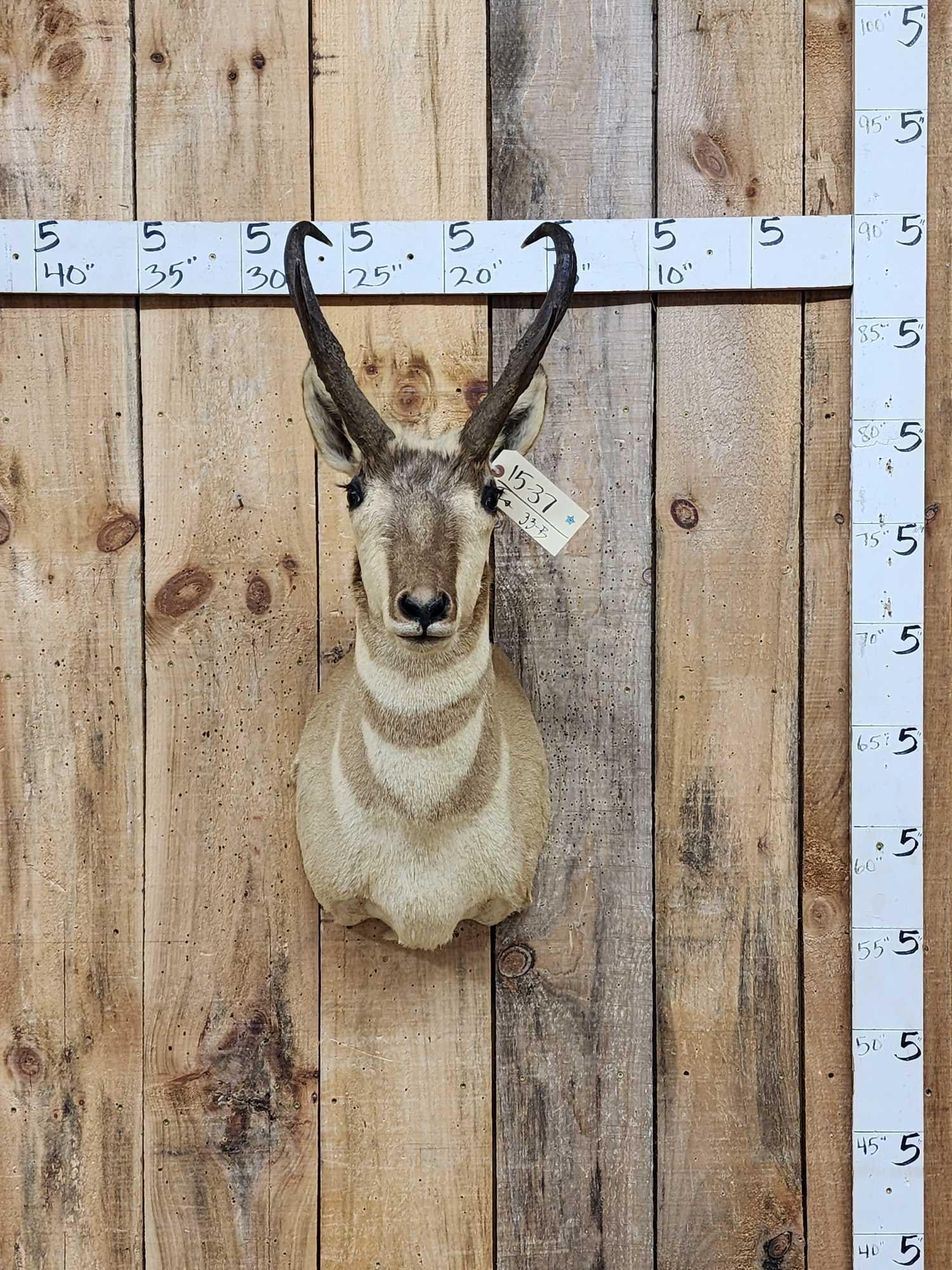 Pronghorn Antelope Shoulder Mount Taxidermy: 15.37 Big horns Solid mount like most pronghorn there is some shedding