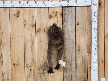 Baboon Rump Taxidermy