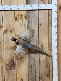 Ringneck Pheasant In Flight Bird Taxidermy