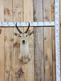 African Reedbuck Shoulder Mount Taxidermy