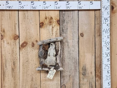 Prairie Dog In A Den Taxidermy