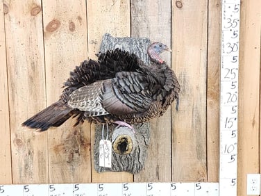 Tom Turkey Full Body Bird Taxidermy