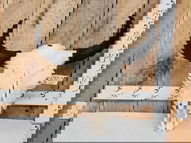 American Bison Buffalo Skull Taxidermy