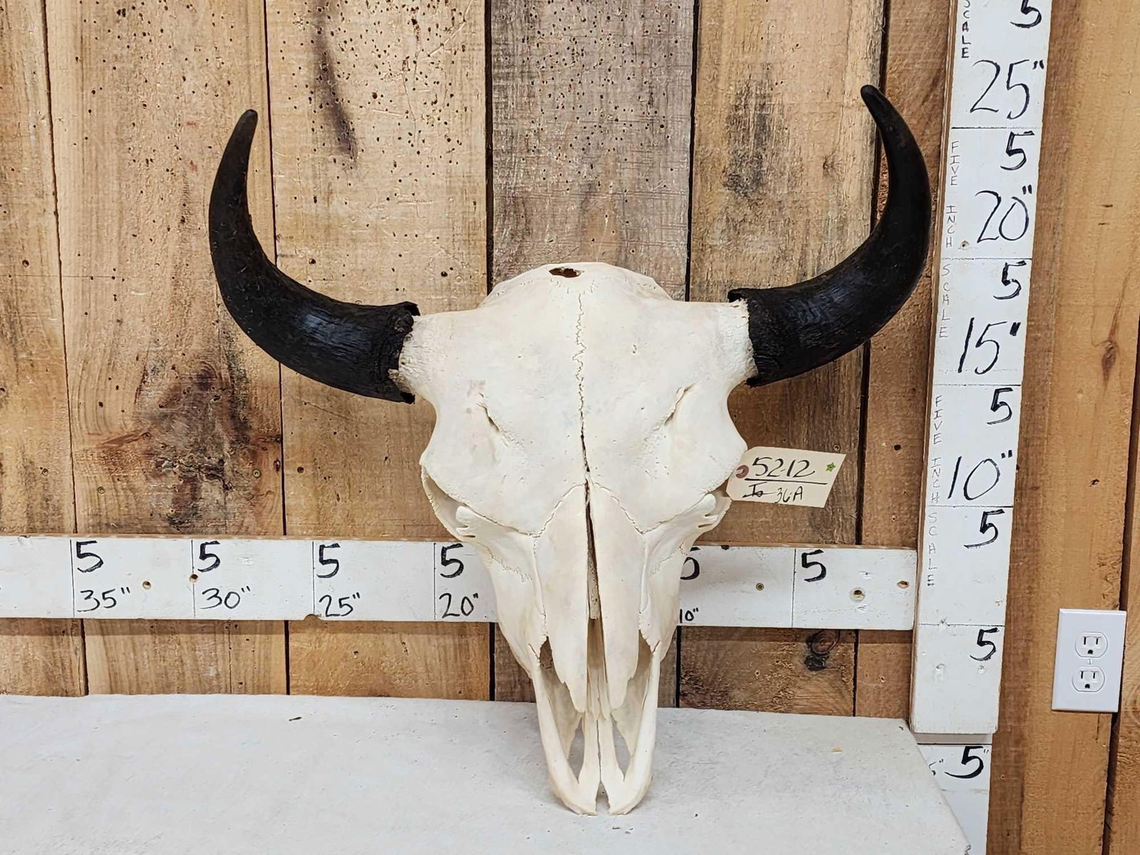American Bison Buffalo Skull Taxidermy (1 of 3)