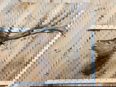 Big 6x7 Bugling Elk Shoulder Mount Taxidermy