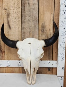 American Bison Buffalo Skull Taxidermy