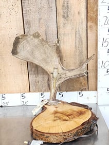 Live Edge Wood & Moose Antler Desk Lamp