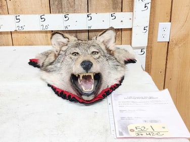 Alaskan Wolf Head Taxidermy