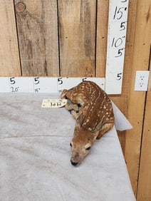 Baby Whitetail Fawn Full Body Taxidermy Mount