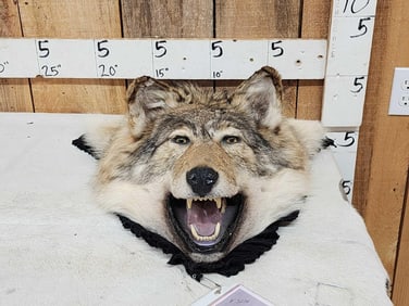 Alaskan Wolf Head Taxidermy