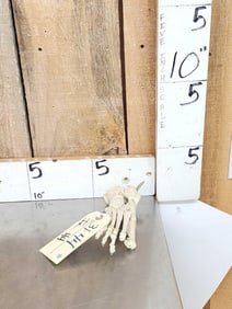 Authentic Articulated Human Foot Bones