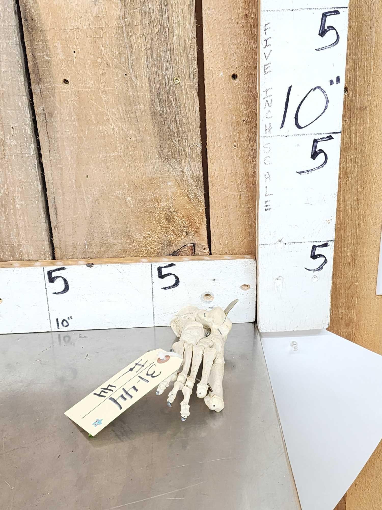 Authentic Articulated Human Foot Bones (1 of 5)