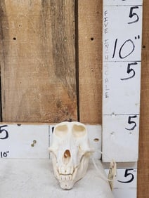 African Baboon Skull Taxidermy