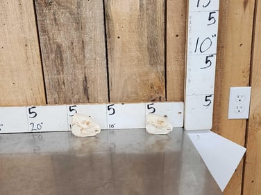 2 African Hyrax Skulls Taxidermy