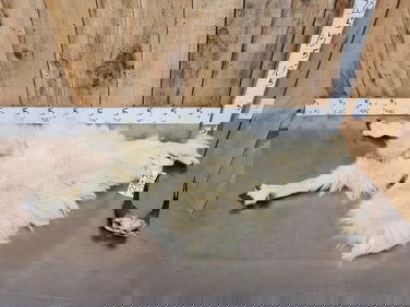 Mountain Goat Half Body Cape & Horns Taxidermy