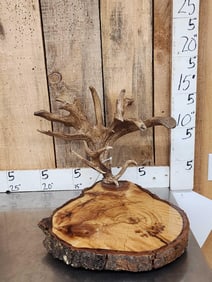 Livr Edge Eood & Antler Sculpture