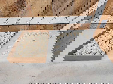 100 Muskrat Skulls Taxidermy