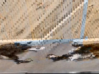 Alpine Chamois Cape For Full Body Taxidermy