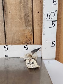 African Kirks Dik Dik Skull Taxidermy