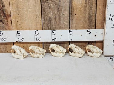 5 Beaver Skulls Taxidermy
