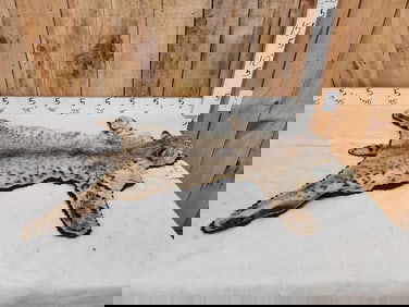 Bobcat Rug Taxidermy