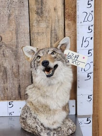 Coyote Table Top Bust Taxidermy