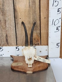 Baltic Chamois Skull Taxidermy