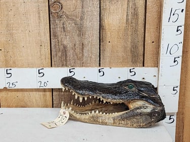 Alligator Head Taxidermy