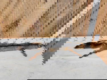 Swift Fox Soft Tanned Fur Taxidermy