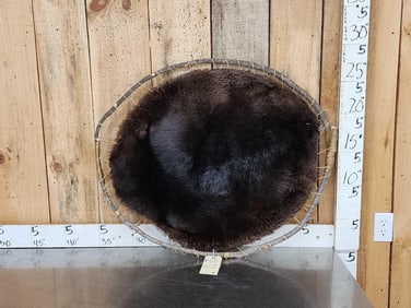 Black Beaver Hoop Taxidermy
