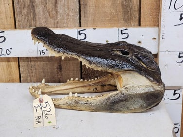Alligator Head Taxidermy Mount