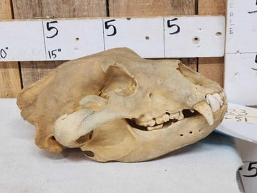 Alaskan Grizzly Bear Skull Taxidermy