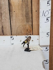 European Gold Finch Bird Taxidermy