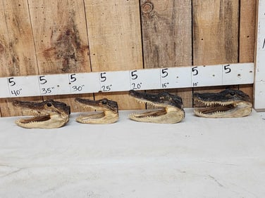4 Alligator Heads Taxidermy