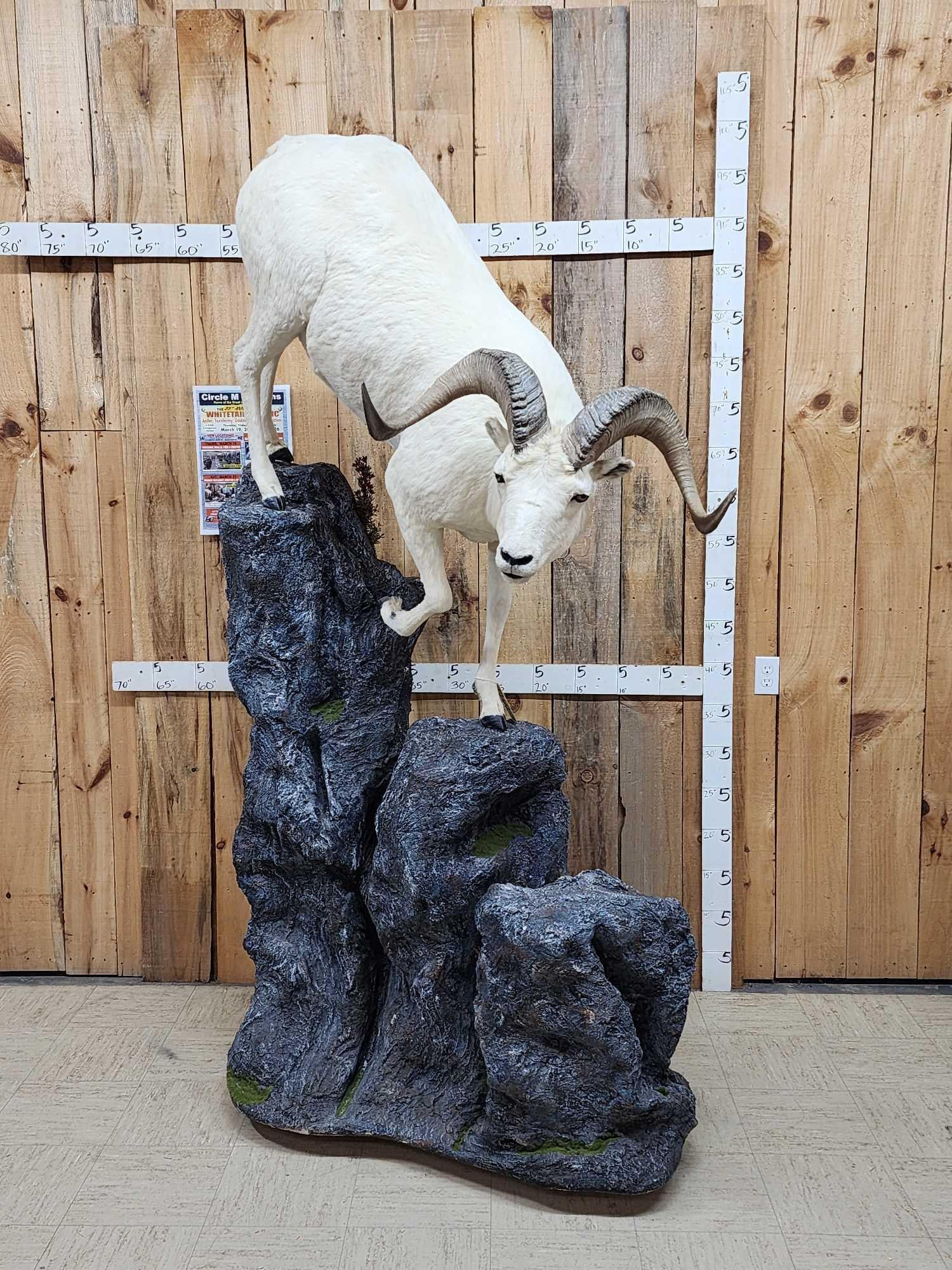 Beautiful Alaskan Dall Sheep Climbing Down A Rock Full Body Taxidermy Mount (1 of 7)