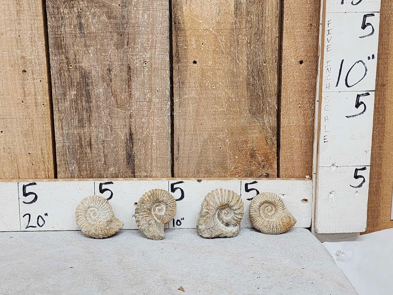 4 Prehistoric Ammonite Fossils (1 of 4)