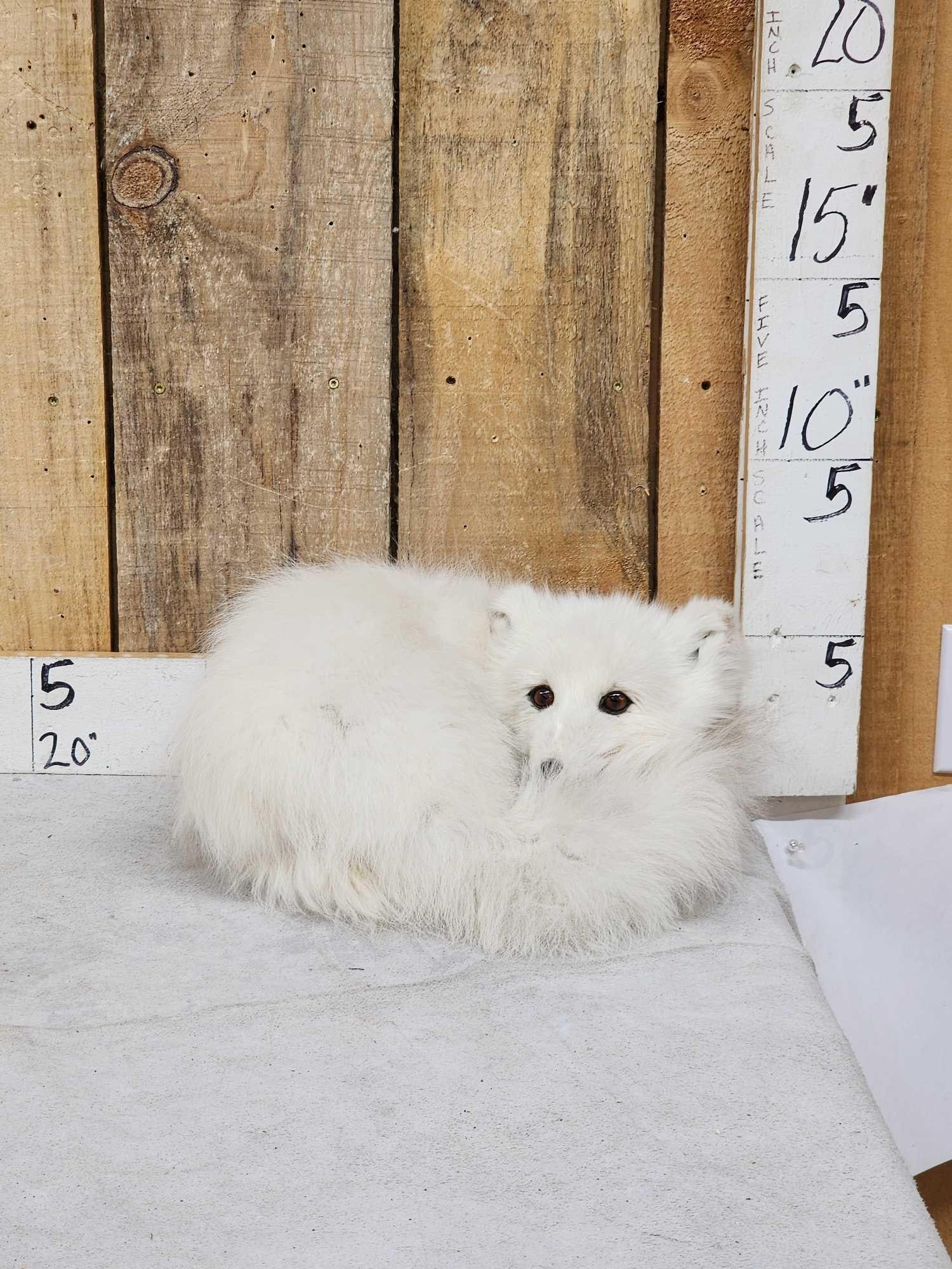 Arctic Fox Full Body Taxidermy Mount (1 of 3)