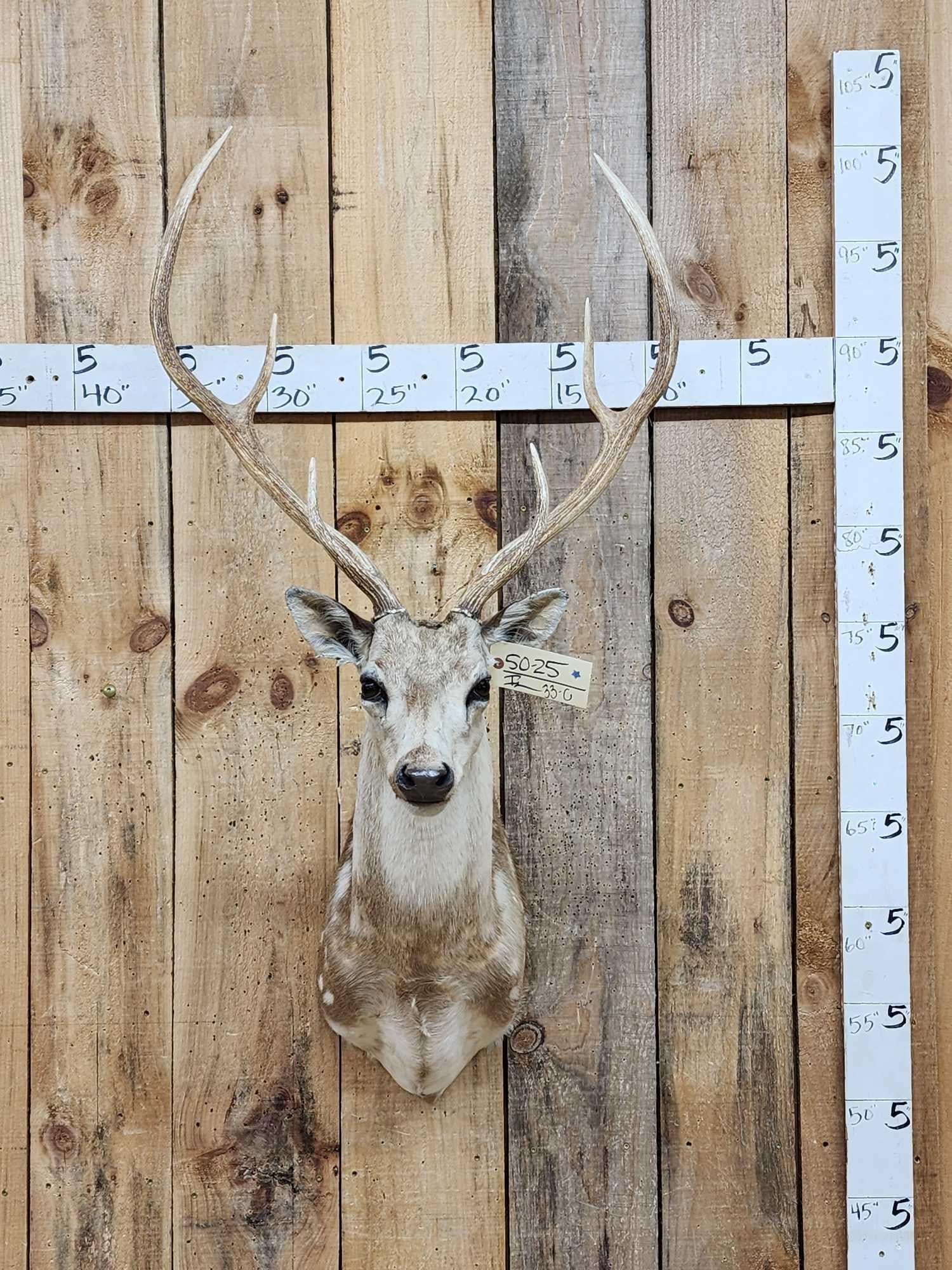 Axis Deer Shoulder Mount Taxidermy (1 of 3)